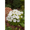 Dzwonek karpacki 'Pearl White' | Campanula carpatica