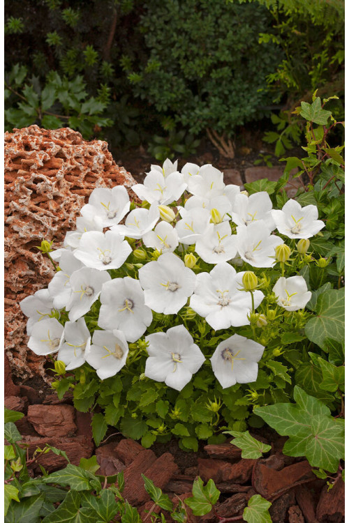 Dzwonek karpacki 'Pearl White' | Campanula carpatica
