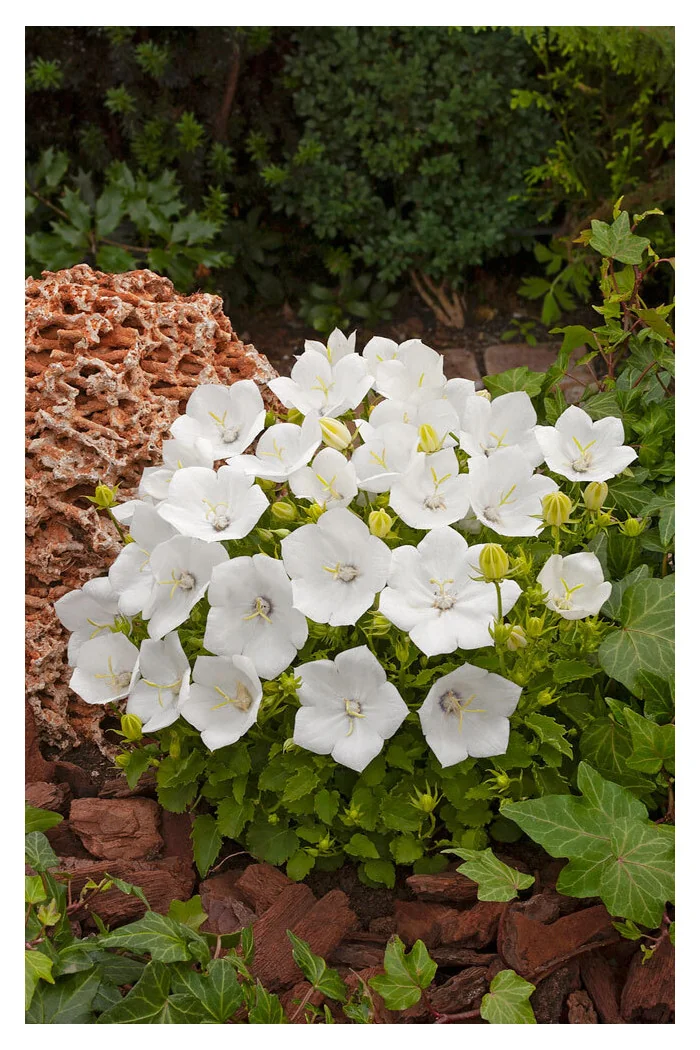Dzwonek karpacki 'Pearl White' | Campanula carpatica