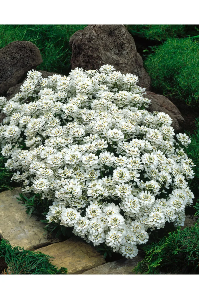 Ubiorek wieczniezielony 'Appen Etz' | Iberis sempervirens