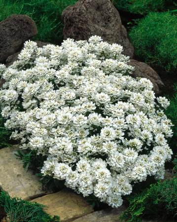 Ubiorek wieczniezielony 'Appen Etz' | Iberis sempervirens