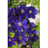 Powojnik 'Rhapsody' | Clematis