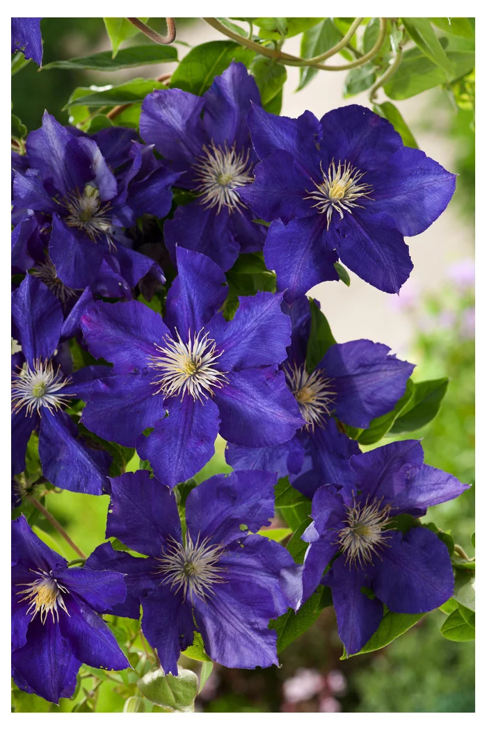 Powojnik 'Rhapsody' | Clematis