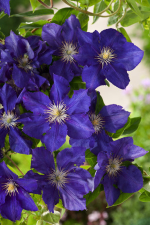Powojnik 'Rhapsody' | Clematis