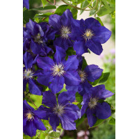 Powojnik 'Rhapsody' | Clematis
