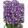 Floks wiechowaty 'Early Purple Eye' Phlox panniculata