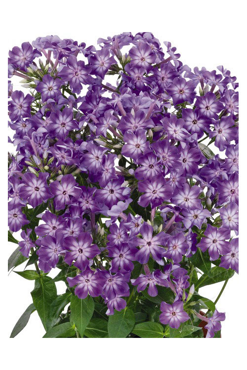 Floks wiechowaty 'Early Purple Eye' Phlox panniculata