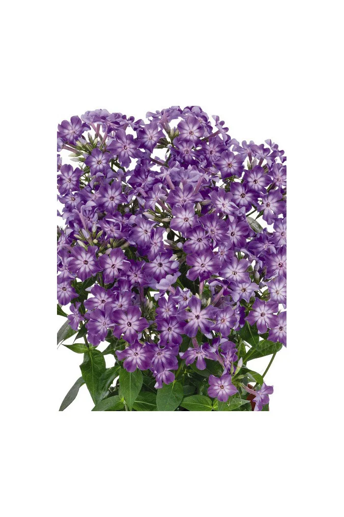 Floks wiechowaty 'Early Purple Eye' Phlox panniculata