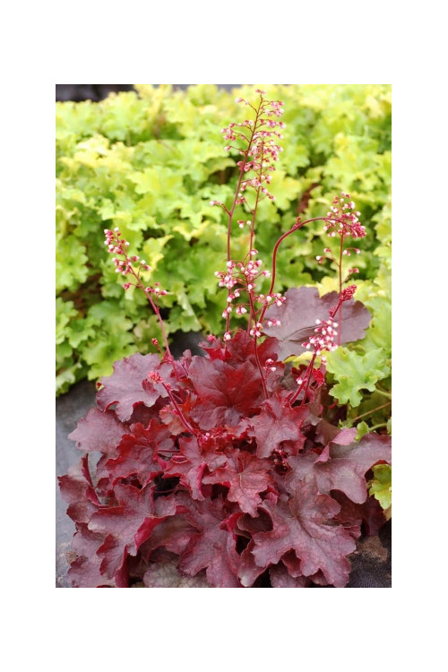 Żuraweczka 'Fire Chief' Heucherella