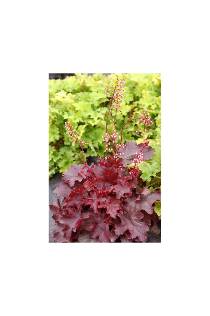 Żuraweczka 'Fire Chief' Heucherella