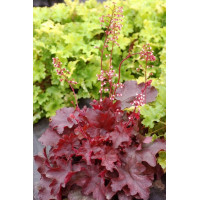 Żuraweczka 'Fire Chief' Heucherella