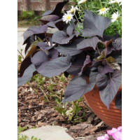 Ipomea ‘Suntory Black Tone’ div class'lat' Ipomea /div