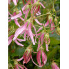 Dzwonek 'Pink Octopus' Campanula
