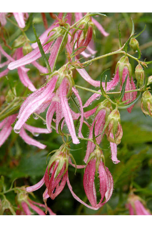 Dzwonek 'Pink Octopus' Campanula