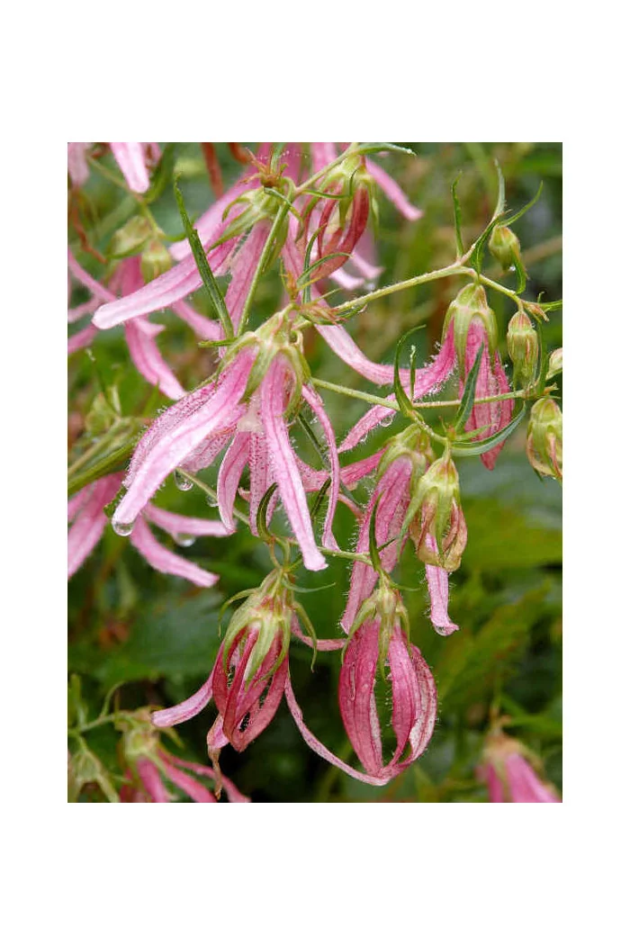 Dzwonek 'Pink Octopus' Campanula