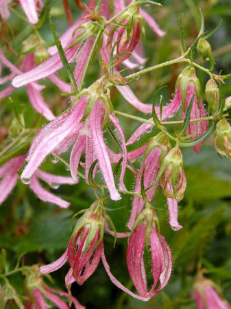 Dzwonek 'Pink Octopus' Campanula