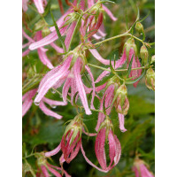 Dzwonek 'Pink Octopus' Campanula