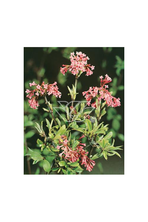 Kalina wonna 'December Dwarf' Viburnum farreri