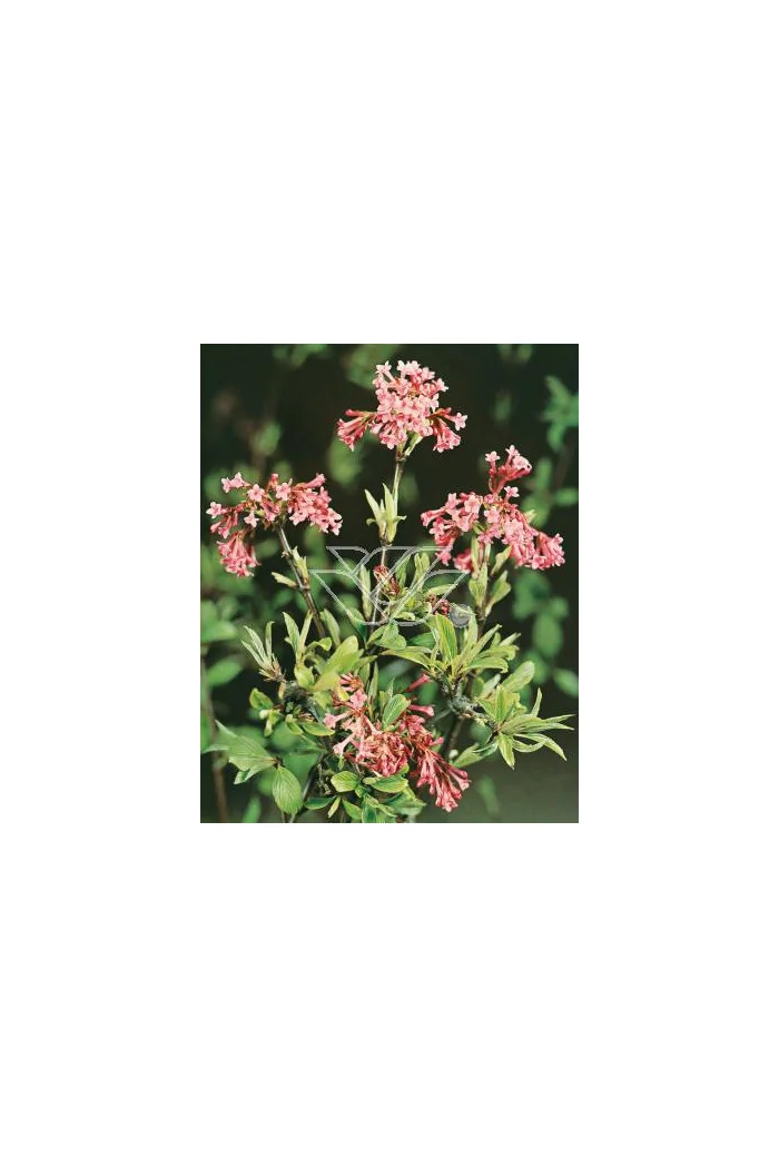 Kalina wonna 'December Dwarf' Viburnum farreri