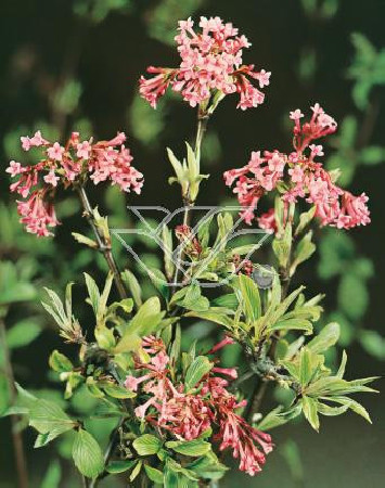 Kalina wonna 'December Dwarf' Viburnum farreri
