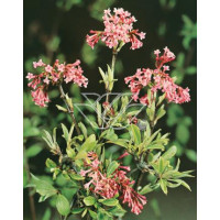 Kalina wonna 'December Dwarf' Viburnum farreri