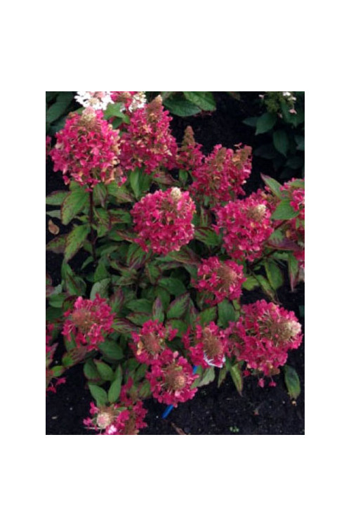 hortensja, hortensja bukietowa, hortensja Magical Himalaya, hydrangea, hydrangea paniculata