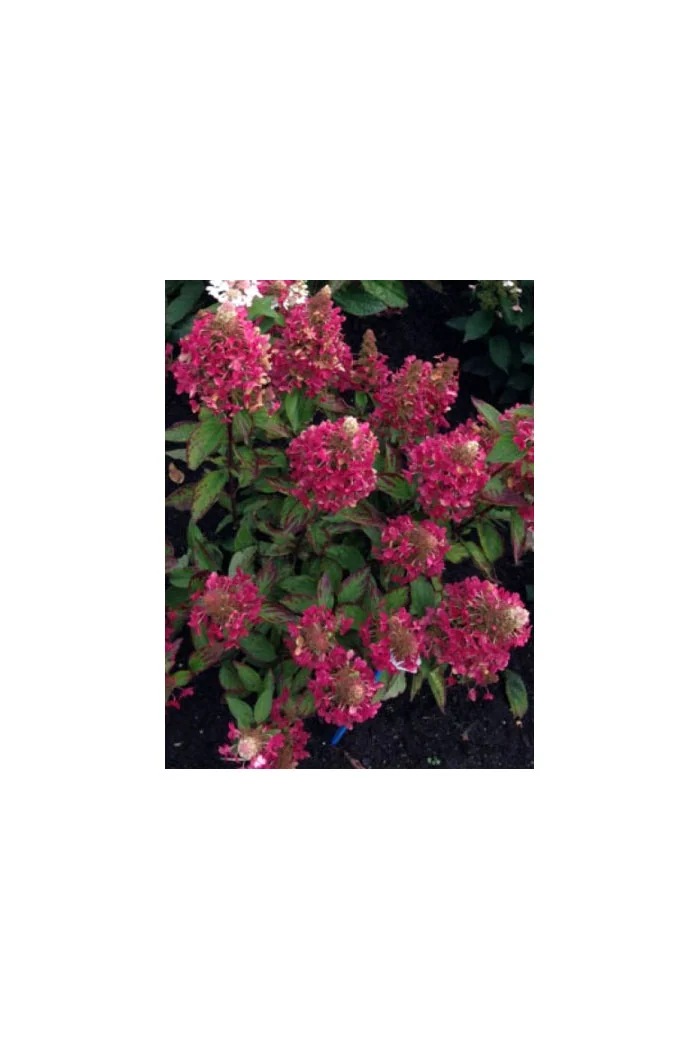 hortensja, hortensja bukietowa, hortensja Magical Himalaya, hydrangea, hydrangea paniculata