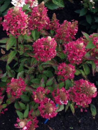 hortensja, hortensja bukietowa, hortensja Magical Himalaya, hydrangea, hydrangea paniculata