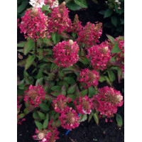 hortensja, hortensja bukietowa, hortensja Magical Himalaya, hydrangea, hydrangea paniculata