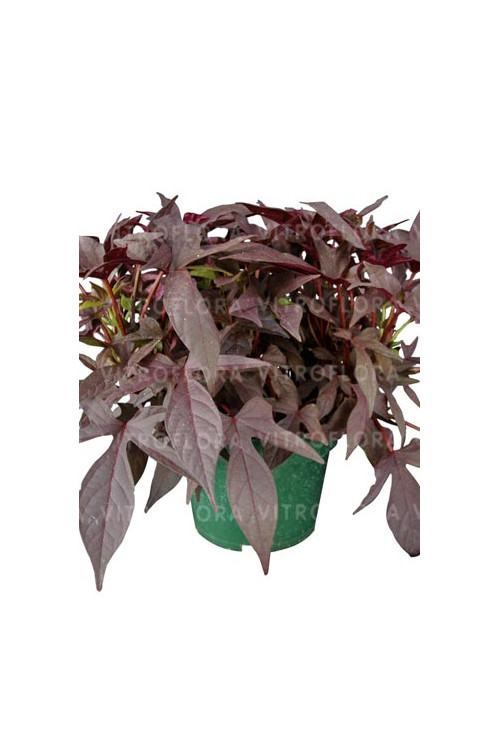 Ipomea ‘Bright Ideas Black’ div class'lat' Ipomea /div