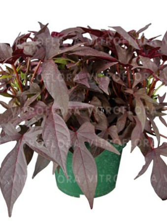 Ipomea ‘Bright Ideas Black’ div class'lat' Ipomea /div