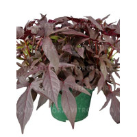 Ipomea ‘Bright Ideas Black’ div class'lat' Ipomea /div