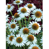 Jeżówka 'Meditation White'| Echinacea