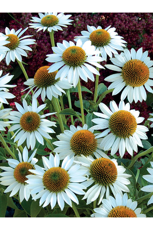Jeżówka 'Meditation White'| Echinacea