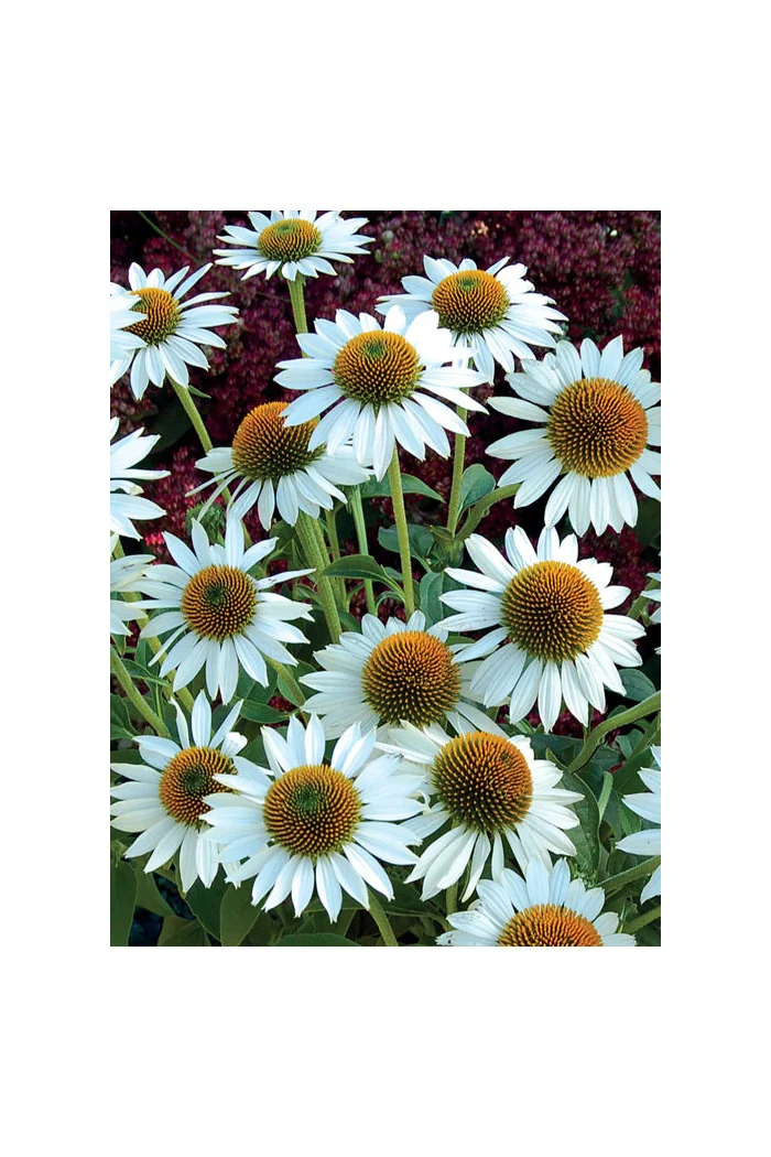 Jeżówka 'Meditation White'| Echinacea