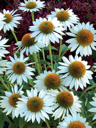 Jeżówka 'Meditation White'| Echinacea