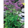Rutewka 'Black Stockings' | Thalictrum