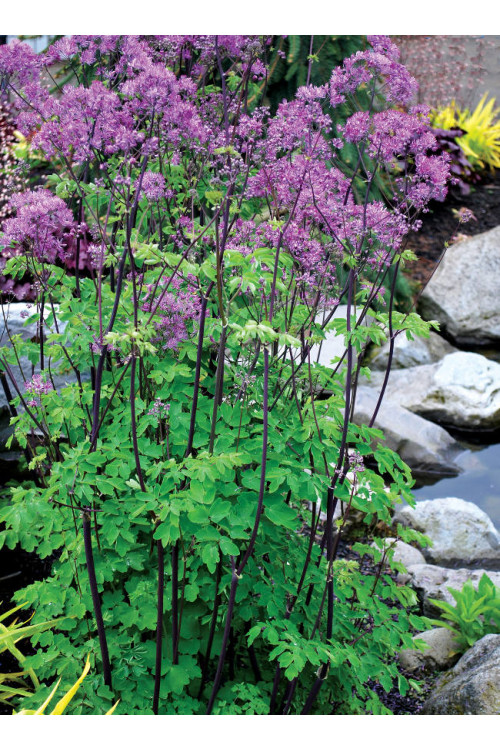 Rutewka 'Black Stockings' | Thalictrum