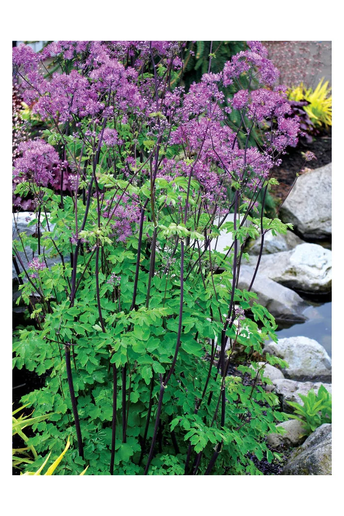 Rutewka 'Black Stockings' | Thalictrum