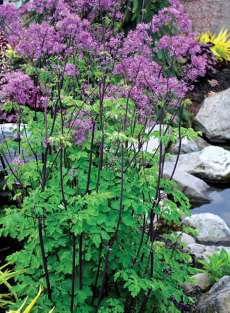 Rutewka 'Black Stockings' | Thalictrum
