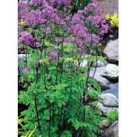 Rutewka 'Black Stockings' | Thalictrum