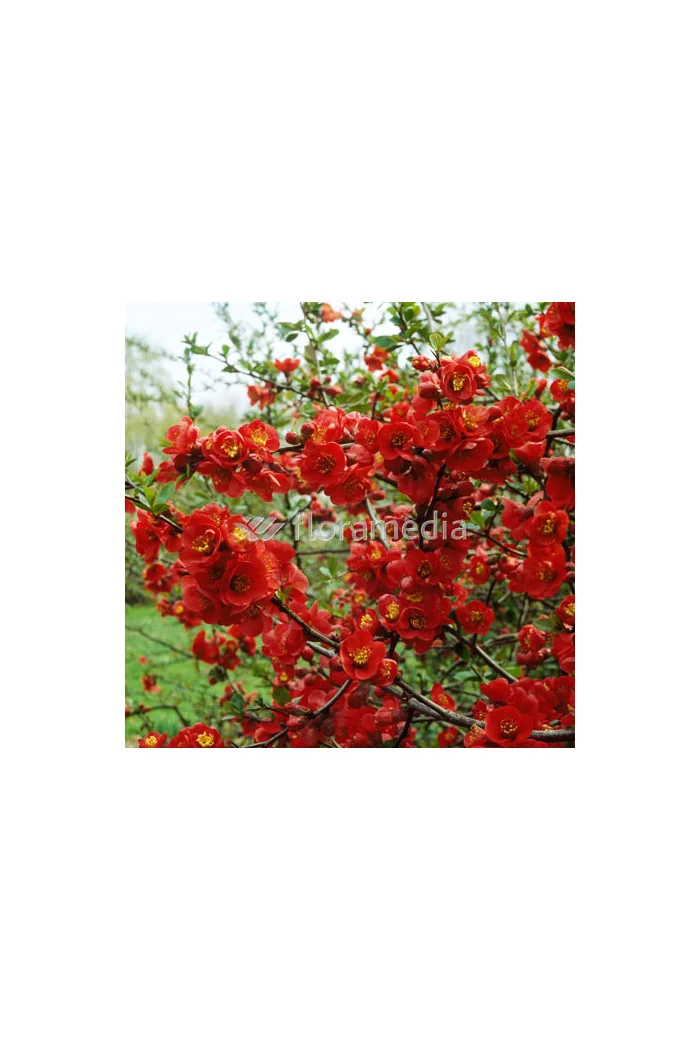 Pigwowiec 'Fire Dance' Chaenomeles × superba