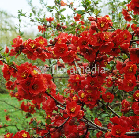 Pigwowiec 'Fire Dance' Chaenomeles × superba