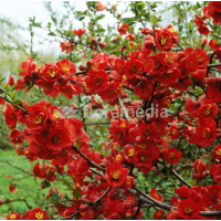 Pigwowiec 'Fire Dance' Chaenomeles × superba