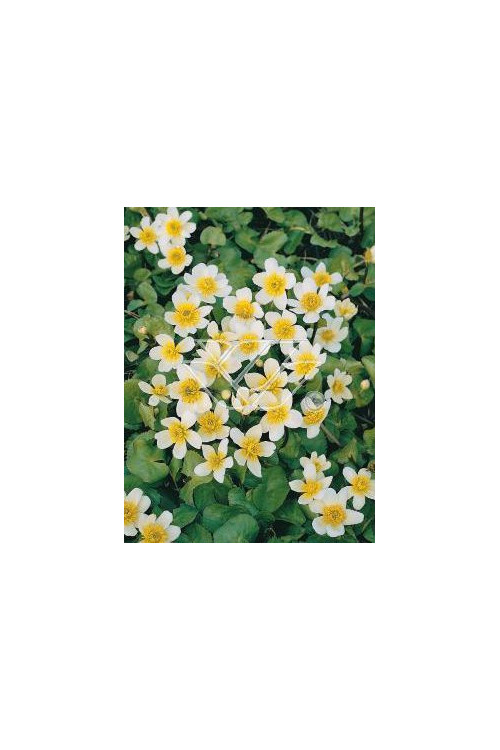 Kaczeniec błotny 'Alba' Caltha palustris