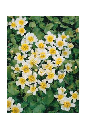 Kaczeniec błotny 'Alba' Caltha palustris