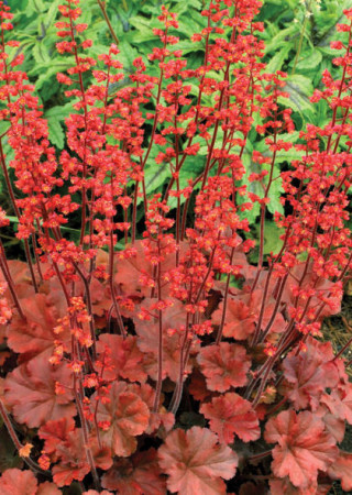 Żurawka 'Cherry Cola' | Heuchera