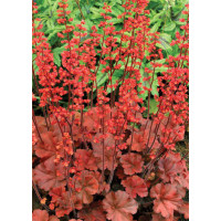 Żurawka 'Cherry Cola' | Heuchera