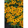 Rudbekia 'Flamenco Bright Orange' | Rudbeckia