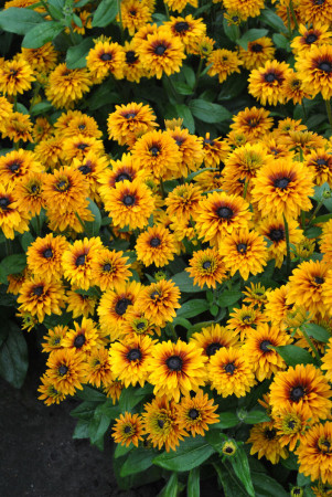 Rudbekia 'Flamenco Bright Orange' | Rudbeckia